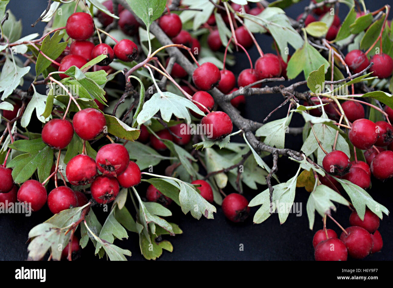 Common hackberry hires stock photography and images Alamy