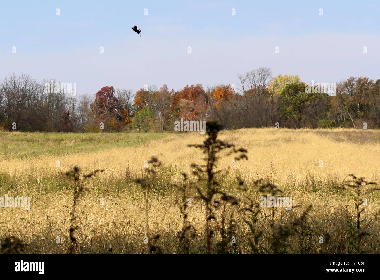 The falling leaf Stock Photo Alamy
