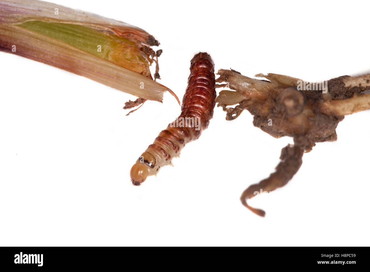 Corn earworm hires stock photography and images Alamy