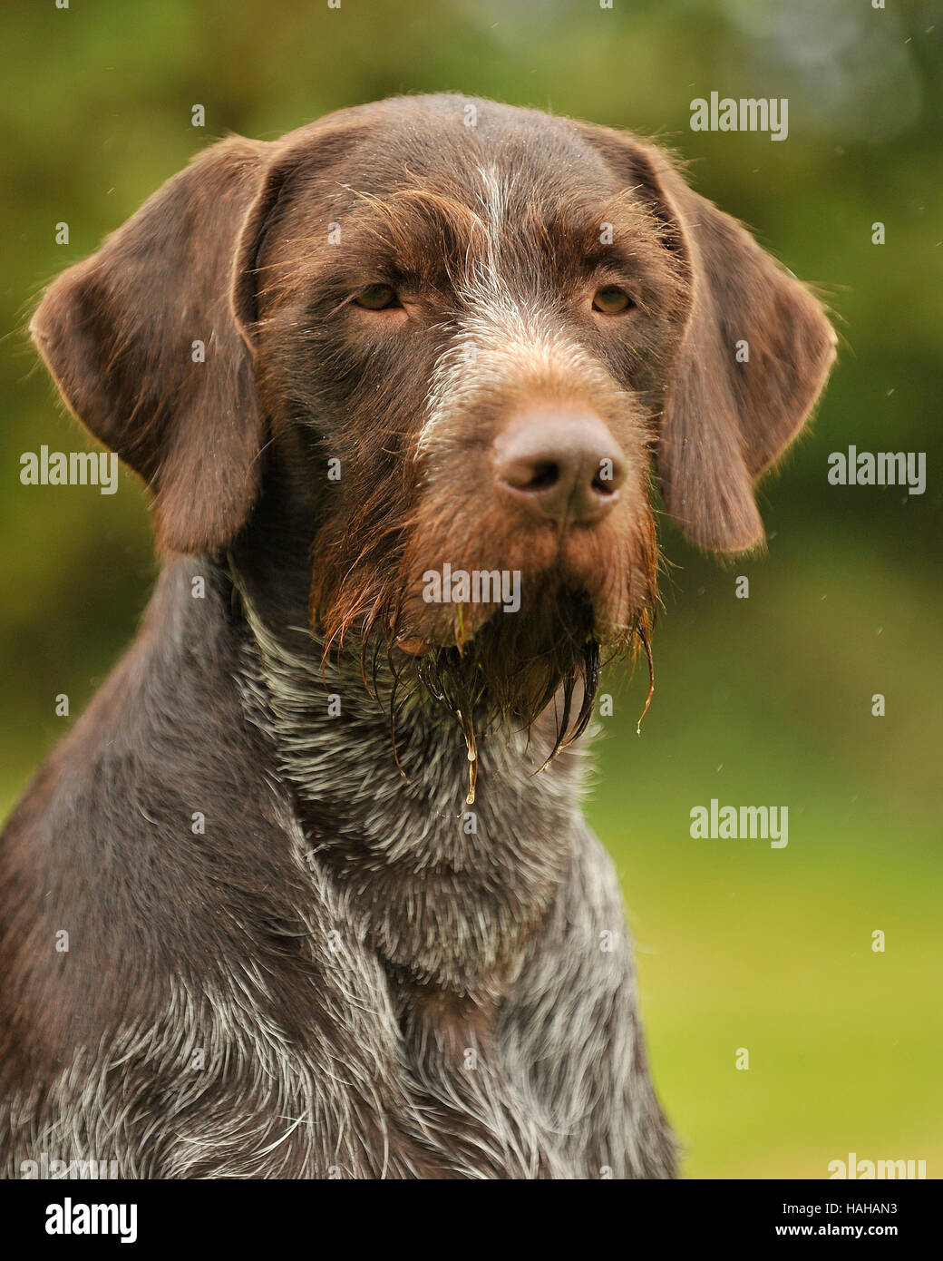 german wirehaired pointer dog Stock Photo Alamy
