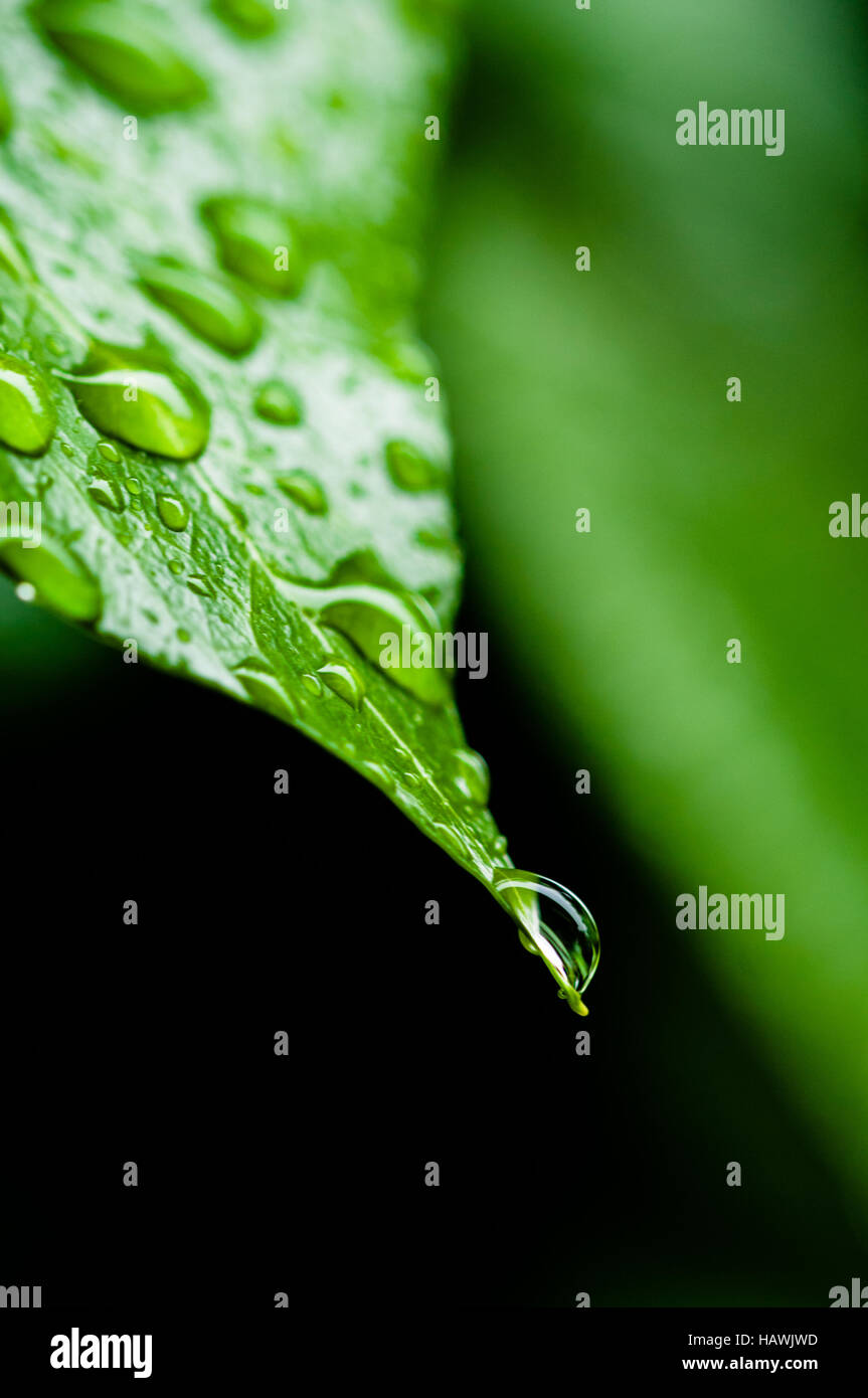 leaf with raindrop Stock Photo Alamy