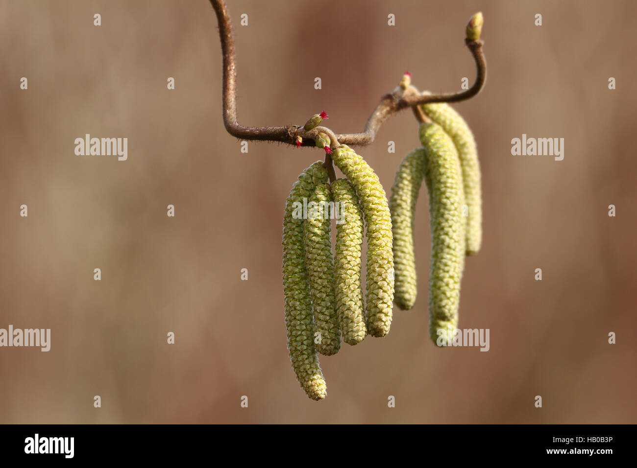 Hazelnut allergy hires stock photography and images Alamy