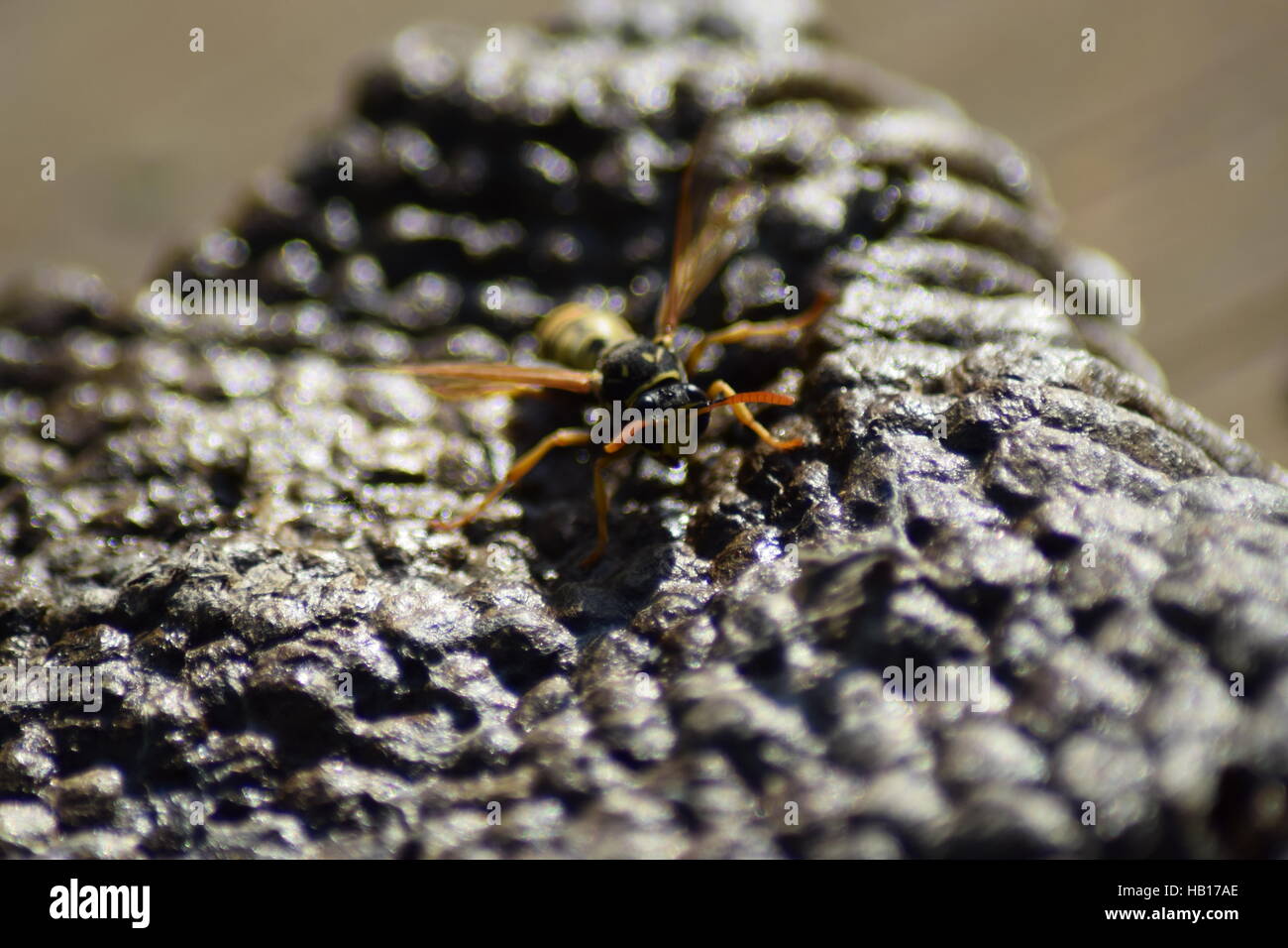 Yellow jacket larvae hires stock photography and images Alamy