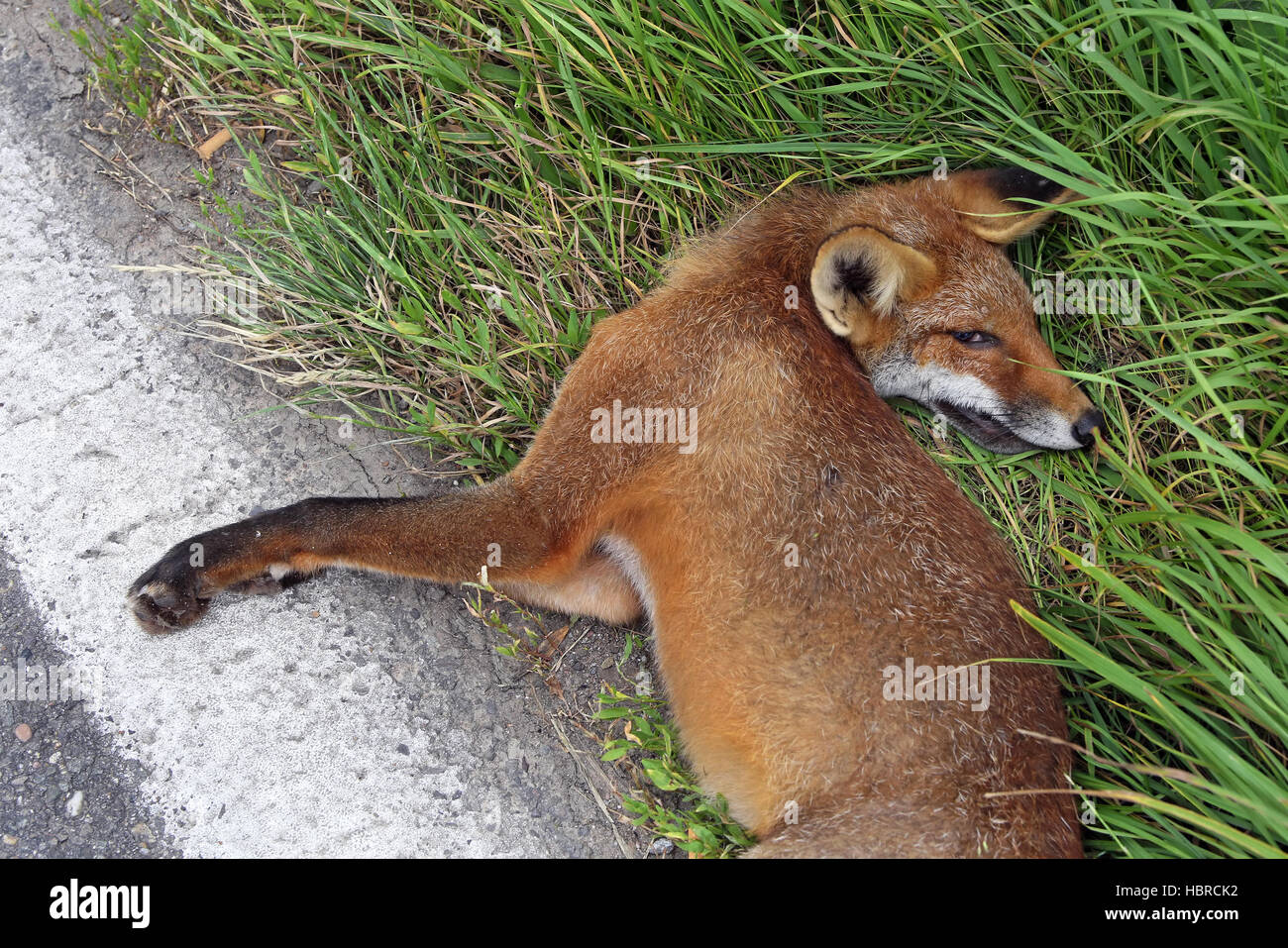 Dead fox hires stock photography and images Alamy