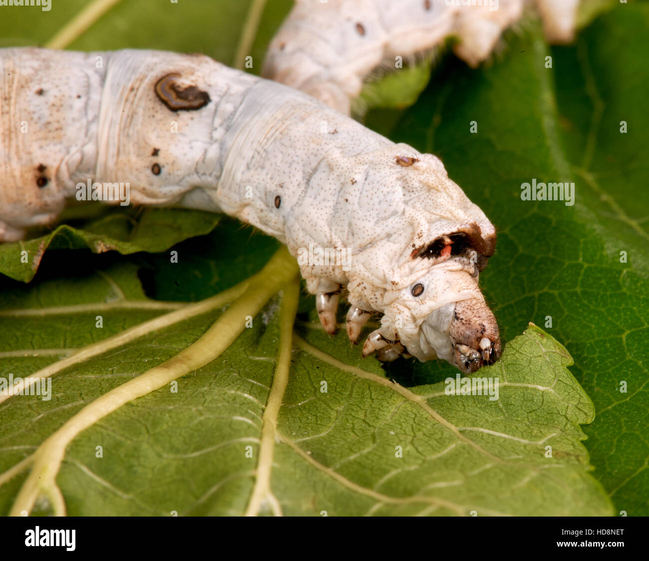 Silkworm photographed while eating a mulberry leaf Stock Photo Alamy