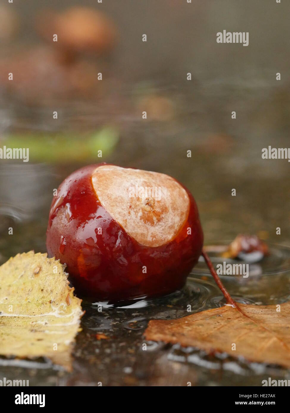 Conker tree fruit hires stock photography and images Alamy