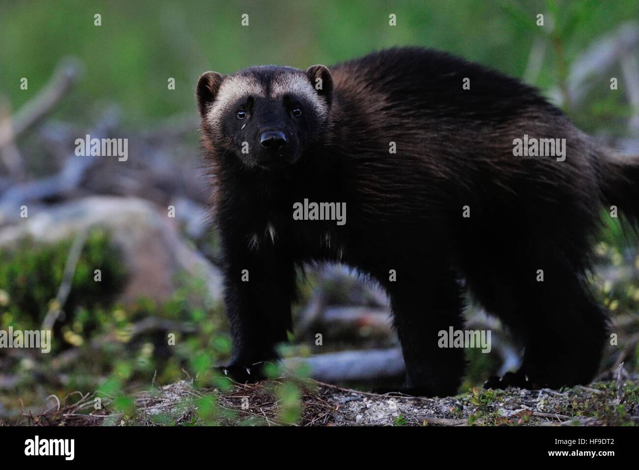 Wolverine in forest Stock Photo Alamy