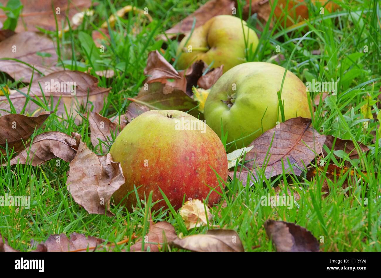 windfalls windfall 04 Stock Photo Alamy