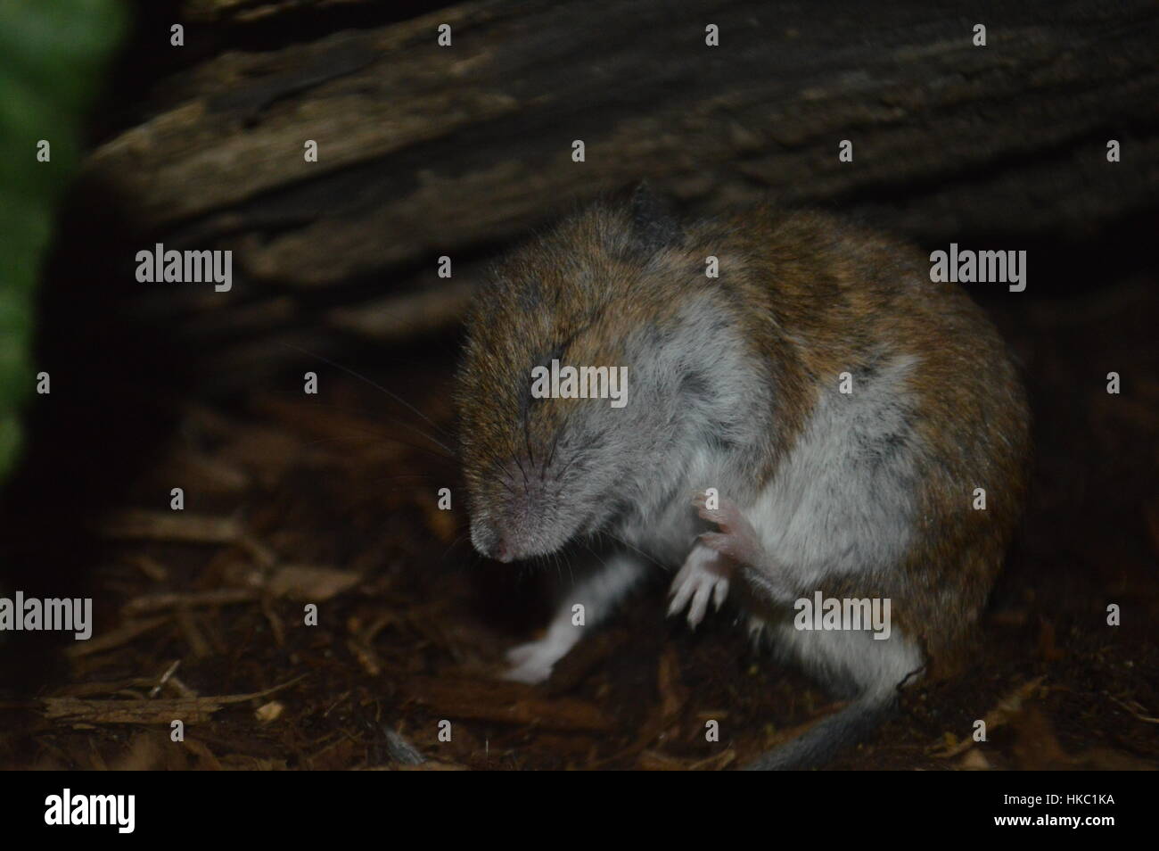 Field mice hires stock photography and images Alamy
