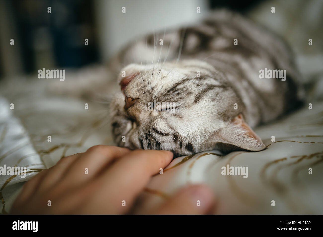 British cat on the bed Stock Photo Alamy