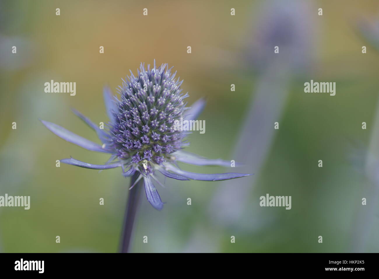 Eryngium 'Blue Hobbit' Stock Photo Alamy