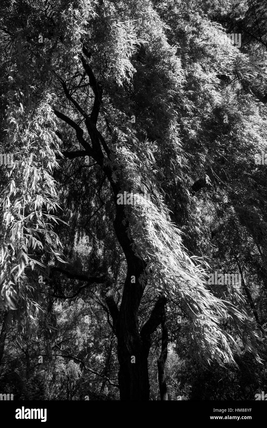 Black And White Willow Tree Photography