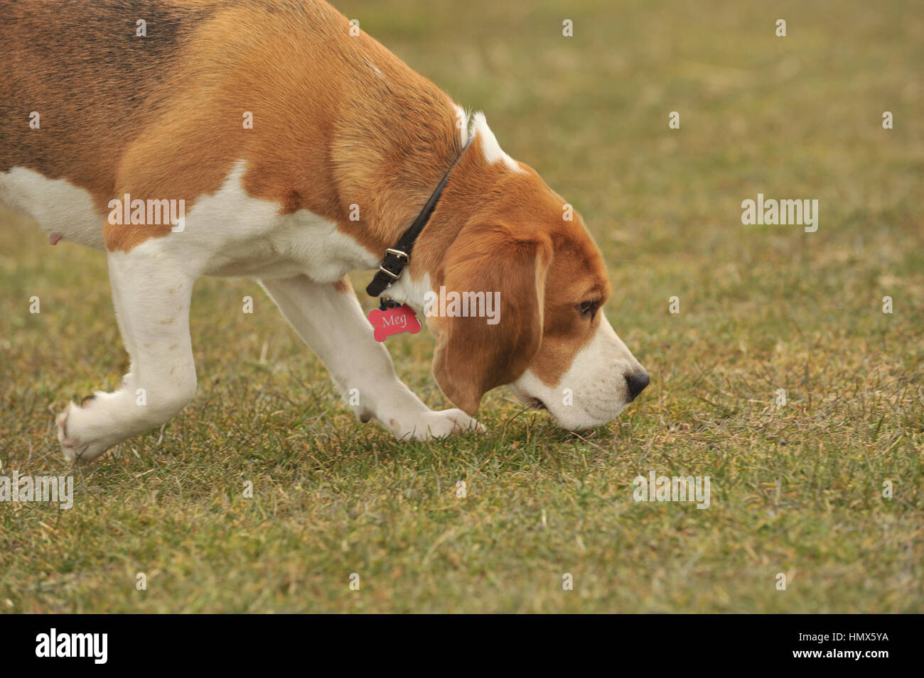 Beagle Working High Resolution Stock Photography and Images Alamy