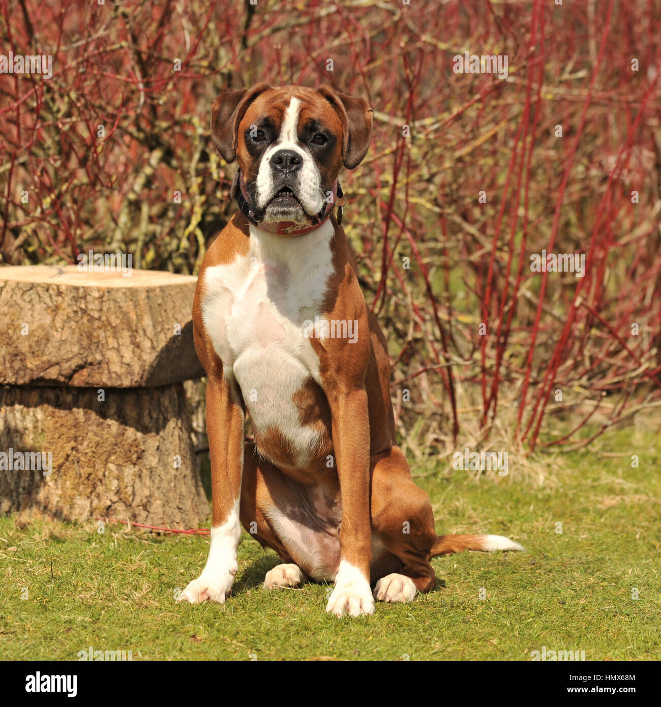 Boxer High Resolution Stock Photography and Images Alamy