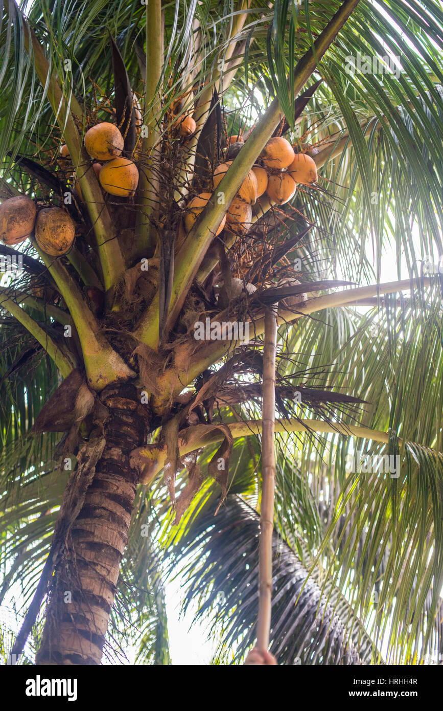 falling coconut Stock Photo 134996311 Alamy