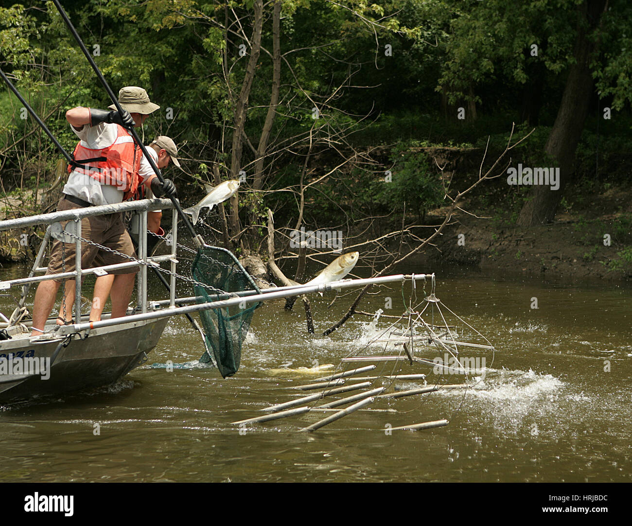 Silver carp jumping by boat hires stock photography and images Alamy