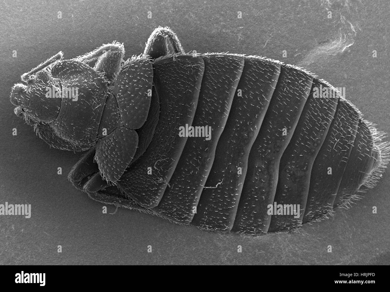 Bed bug Black and White Stock Photos & Images Alamy