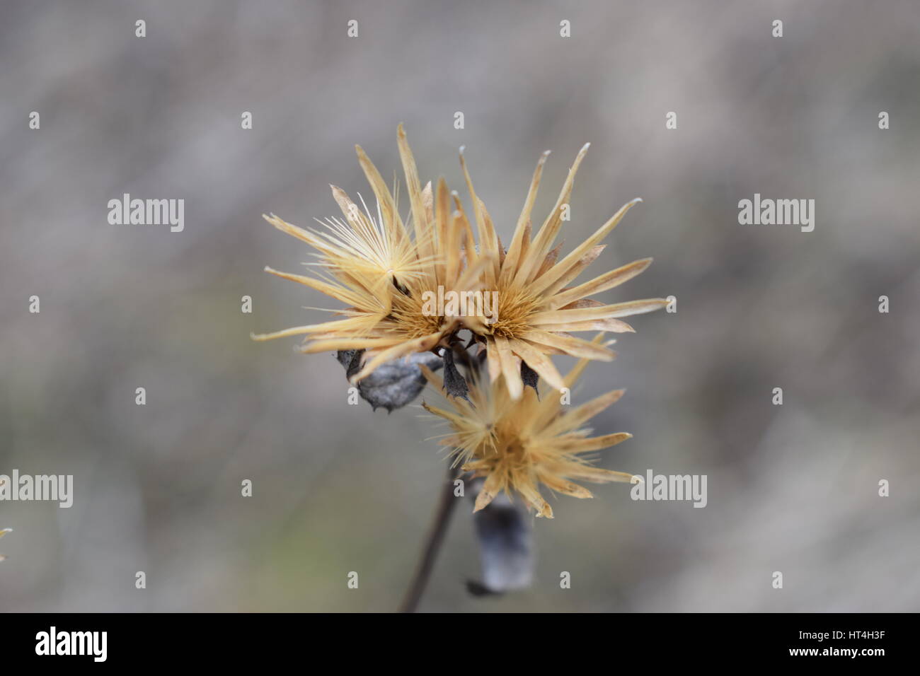 Thistle dry flower Stock Photo Alamy
