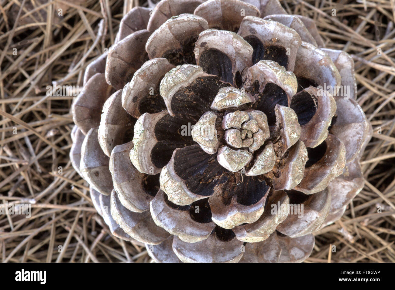 Pine Nut Cone High Resolution Stock Photography and Images Alamy