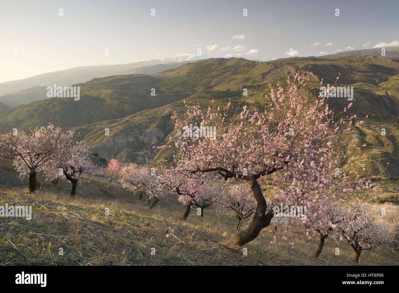 Almond grove hires stock photography and images Alamy