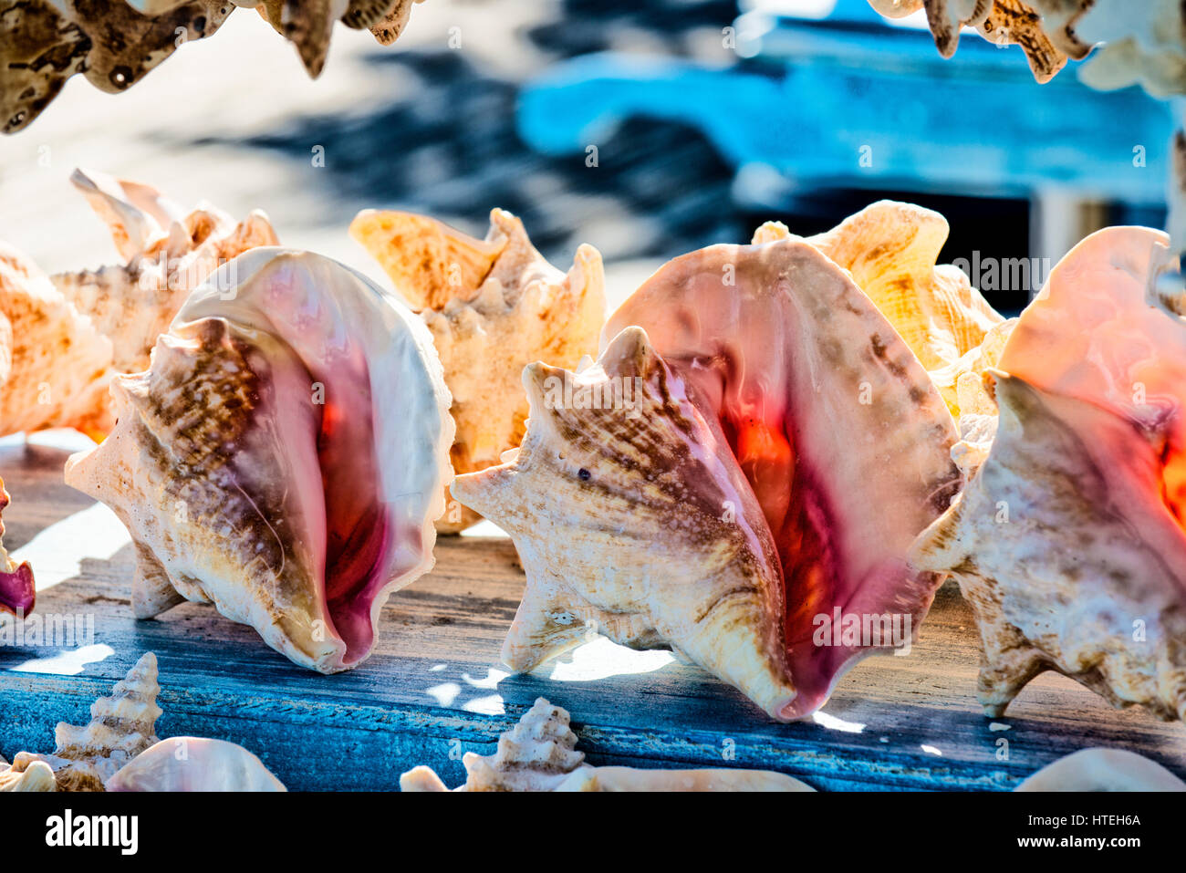 conch shells in line Stock Photo Alamy