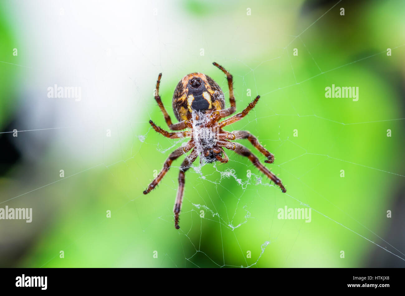 Spider Trap on Web Stock Photo Alamy