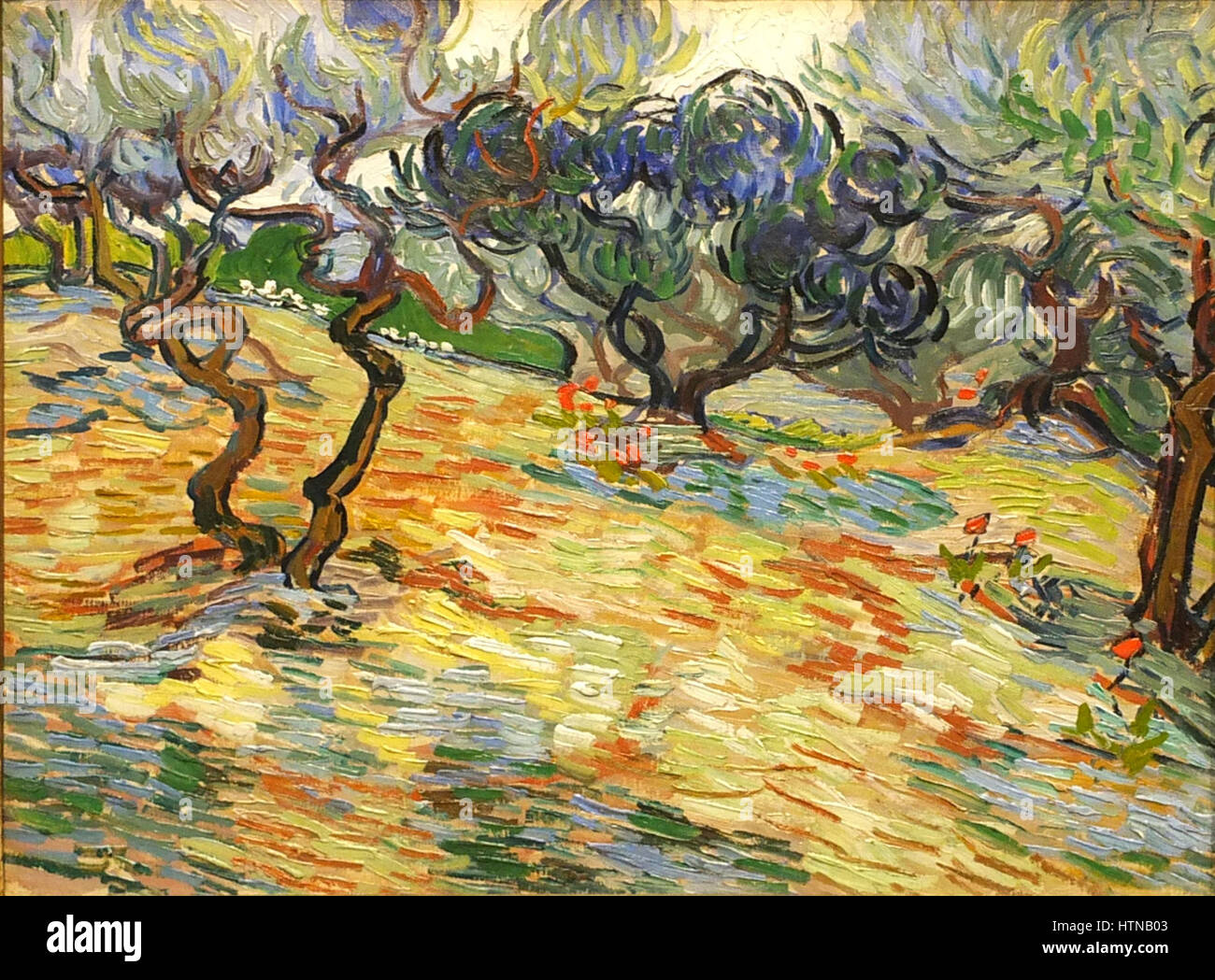 Edinburgh NGS van Gogh Olive trees Stock Photo Alamy