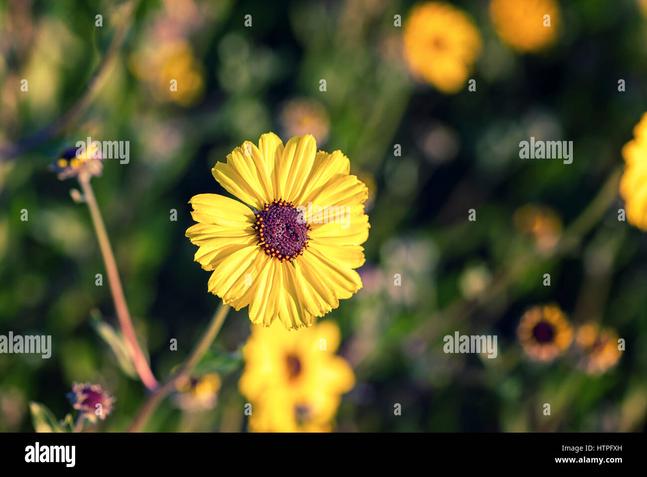 Yellow California wildflowers Stock Photo Alamy