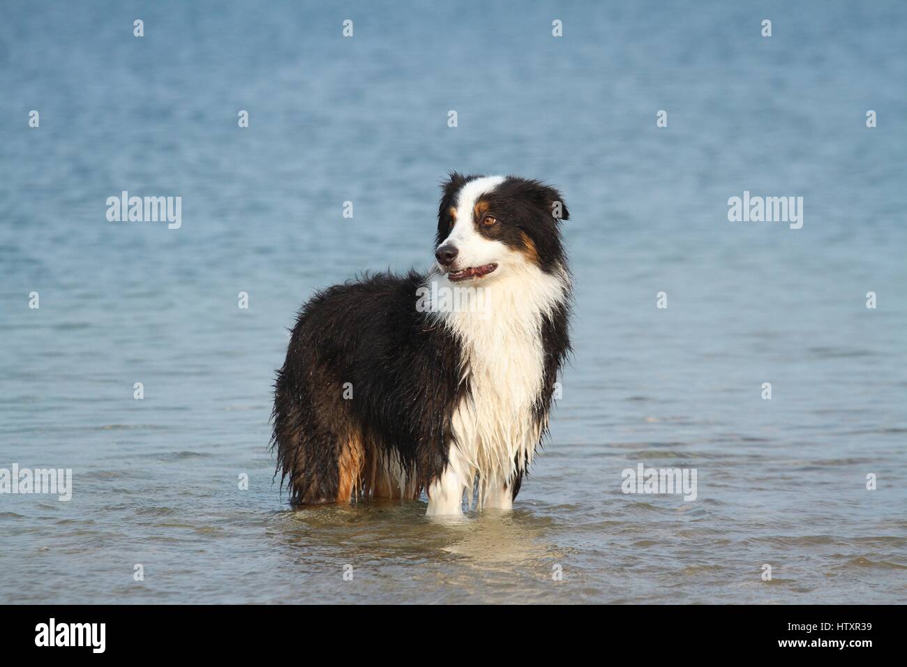 bathing Australian Shepherd Stock Photo Alamy
