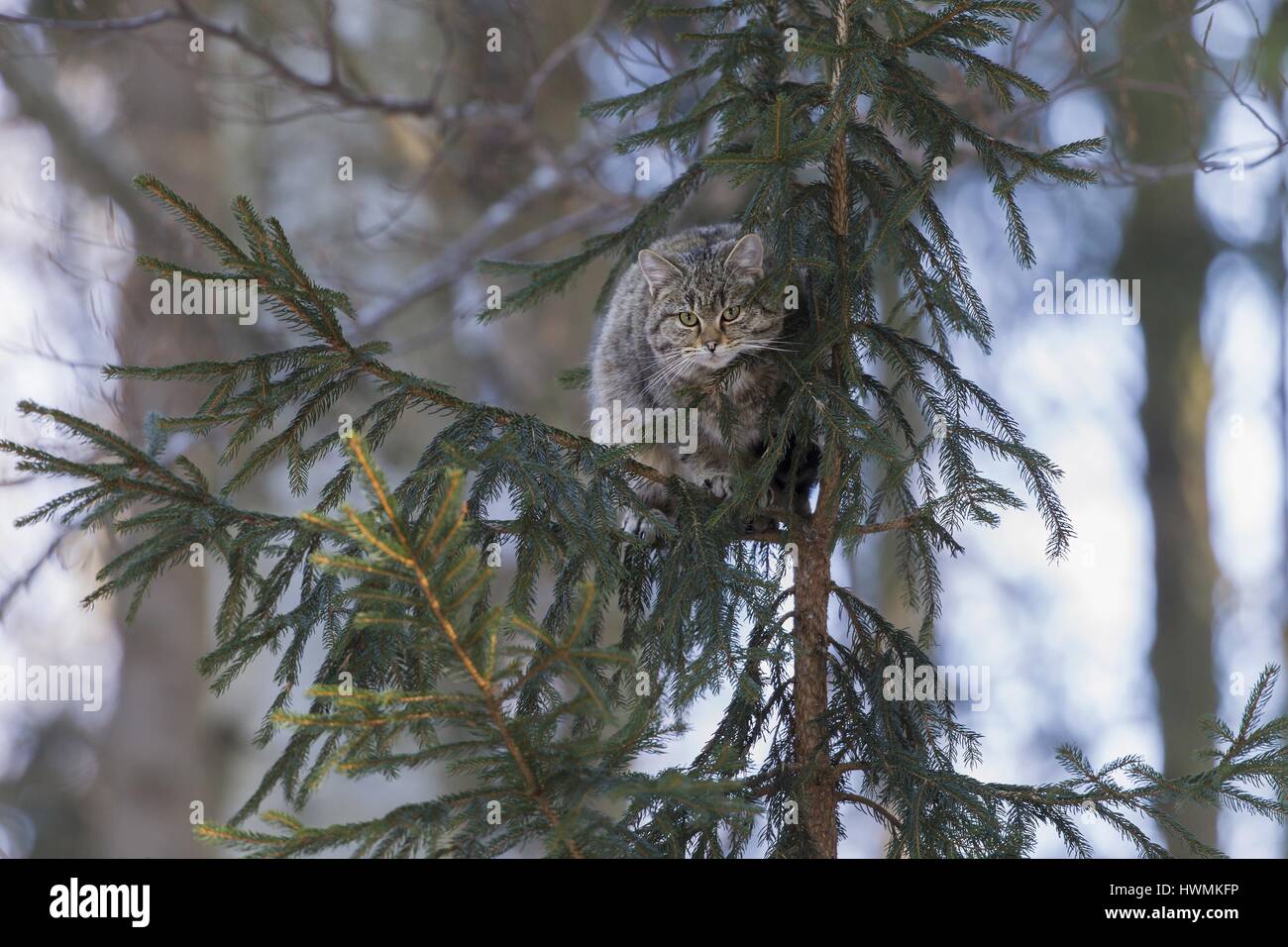 Wildcat felis silvestris climbing tree hires stock photography and