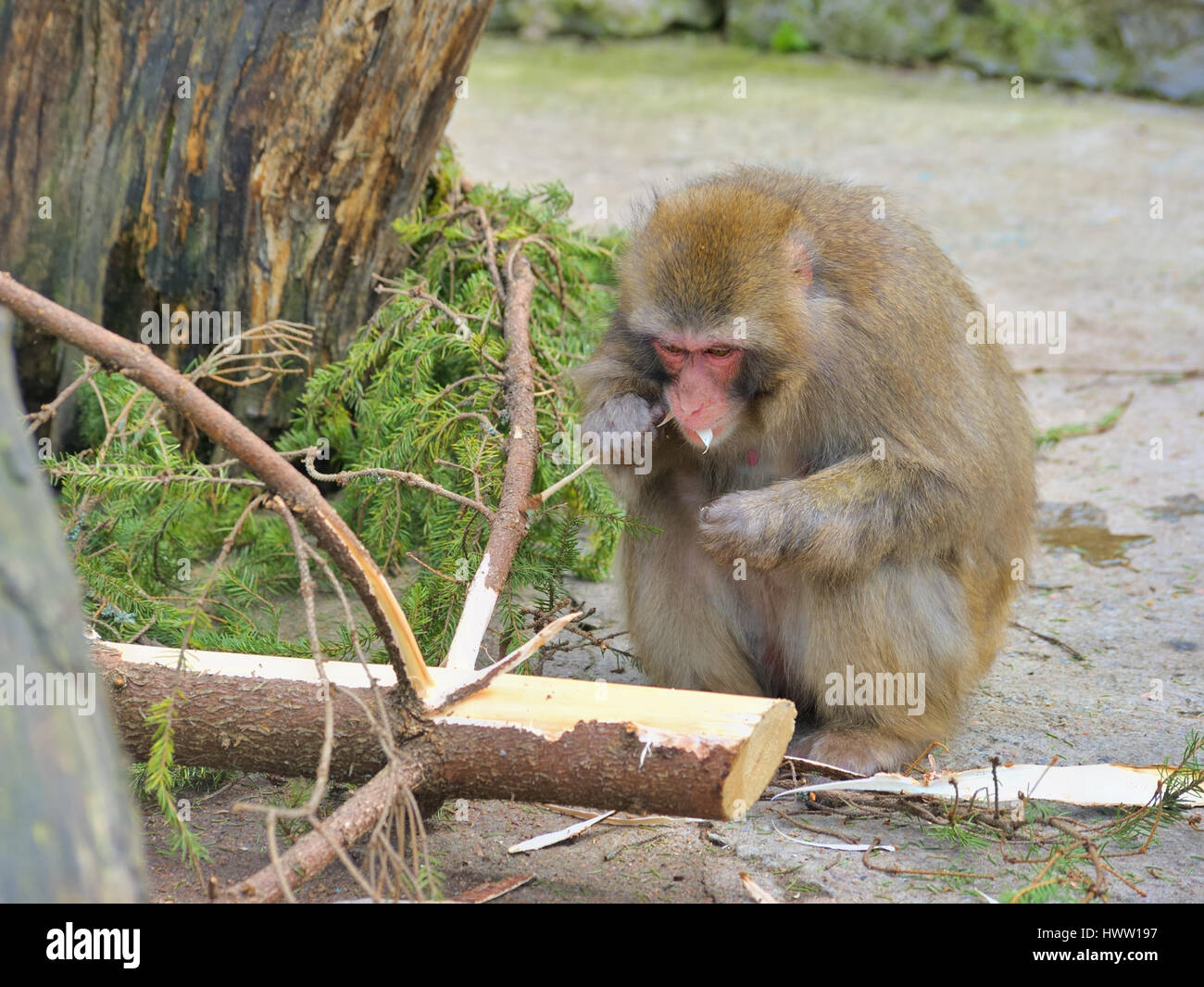 Monkey eats conifer Stock Photo Alamy