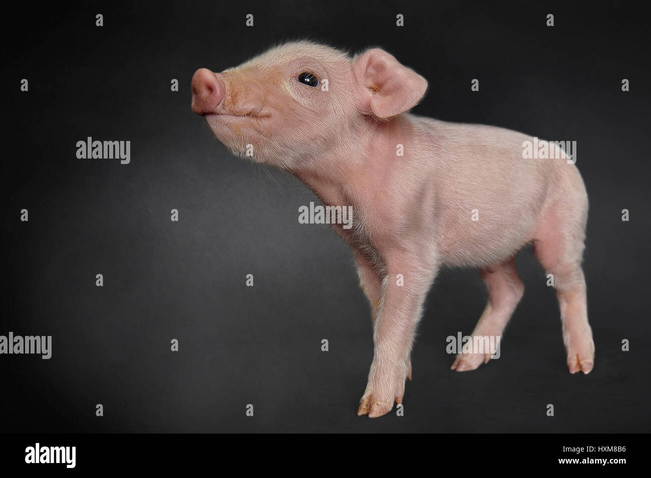 Piglet Stock Photo Alamy