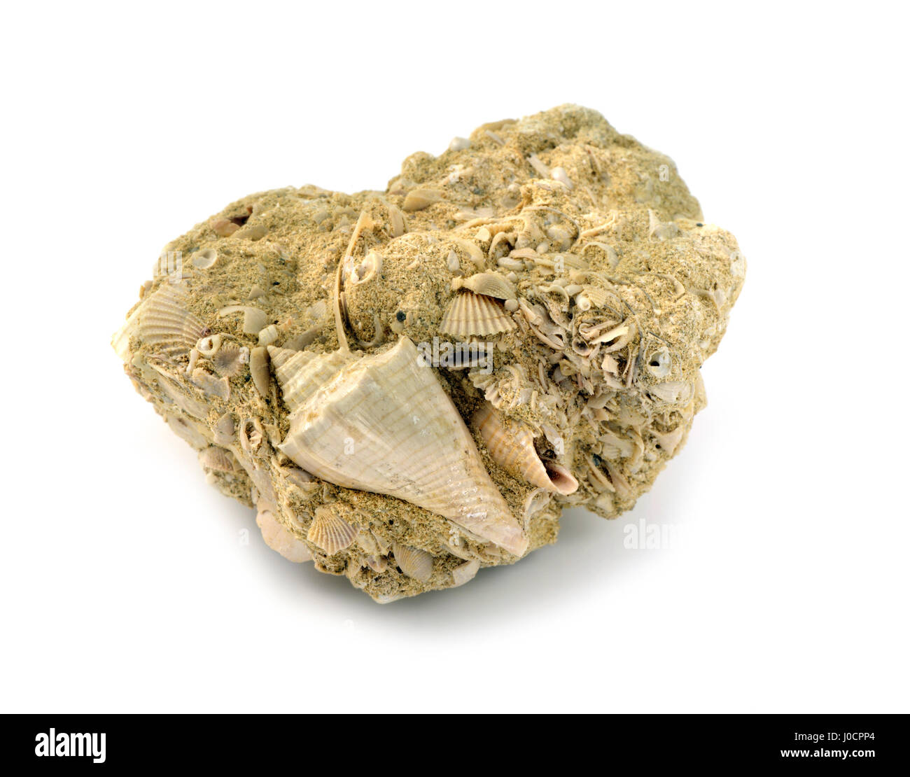 snail fossils in limestone on white isolated background Stock Photo Alamy