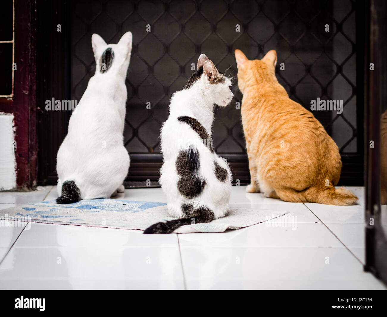 Three cats back Stock Photo Alamy