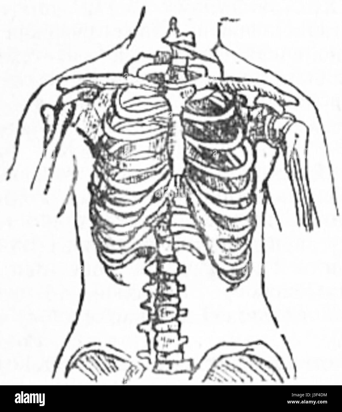 Female chest normal Stock Photo Alamy