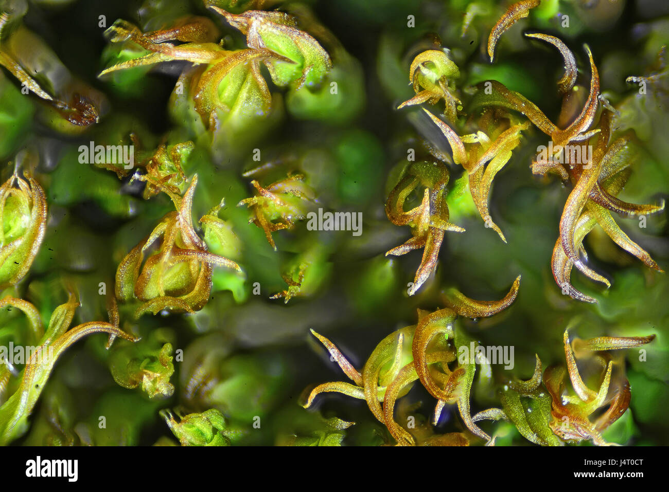 Forest moss under microscope. Microscopic world Stock Photo 140668776