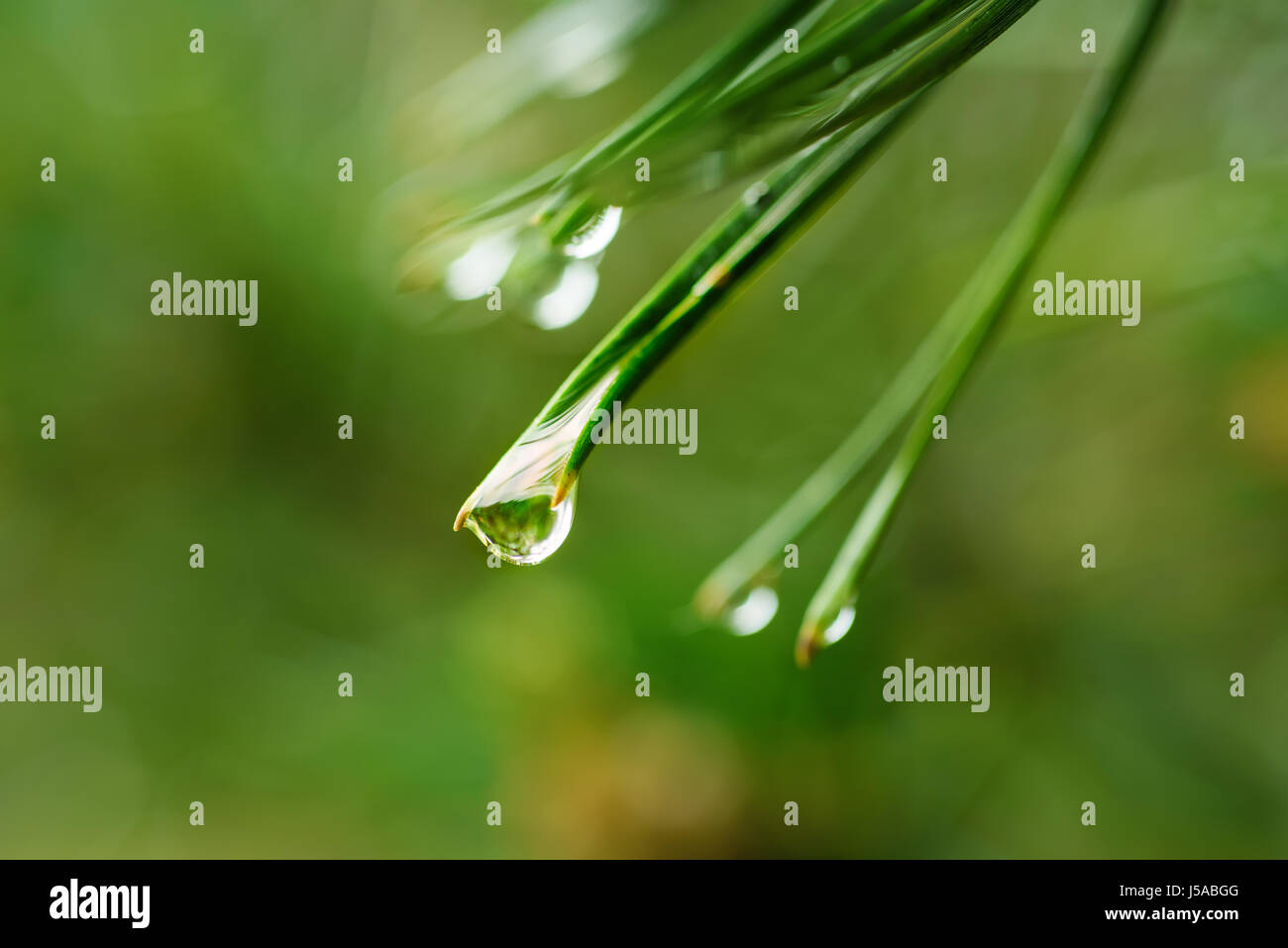 Wet pine tree Stock Photo Alamy
