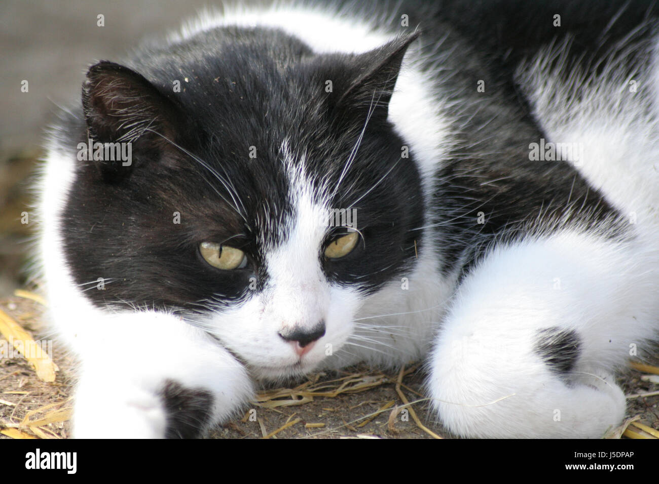 Landkatze hires stock photography and images Alamy