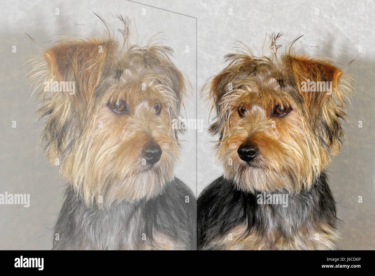 dog with reflection Stock Photo Alamy