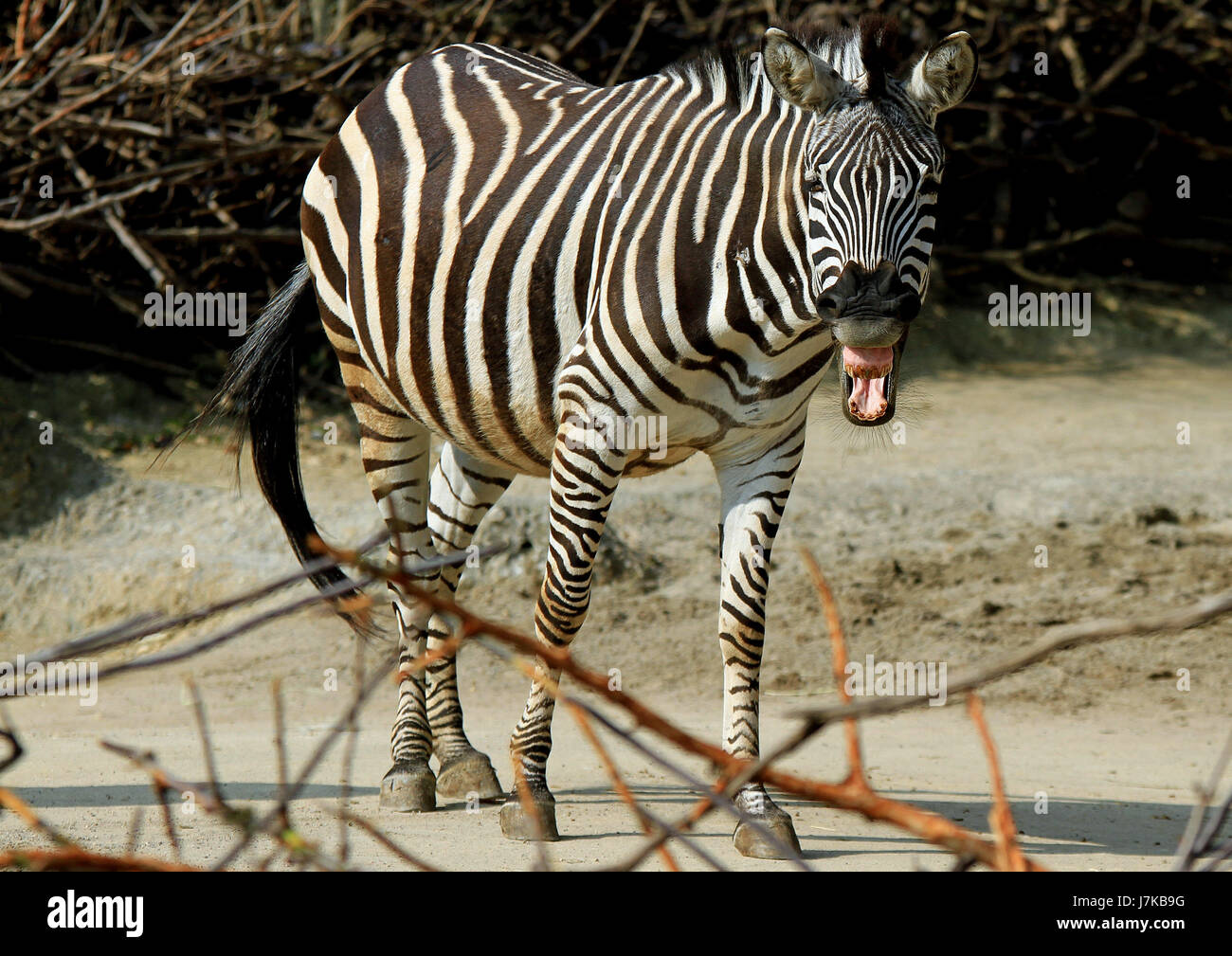 Zebra teeth smiling hires stock photography and images Alamy