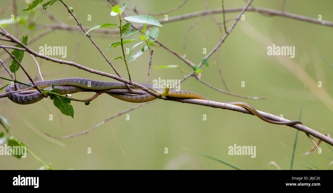 Common Tree Snake Stock Photo Alamy
