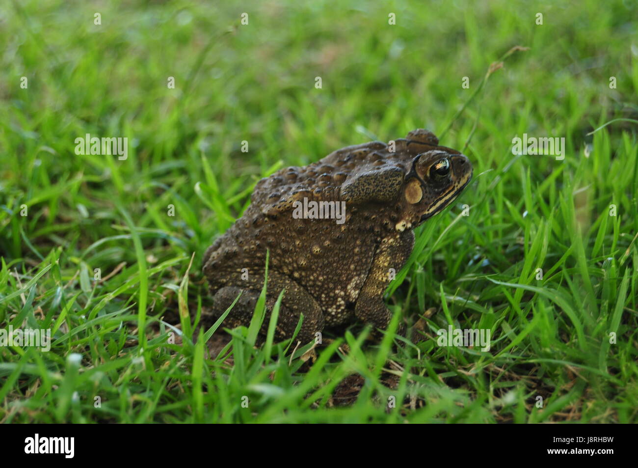 Toad sculpture hires stock photography and images Alamy