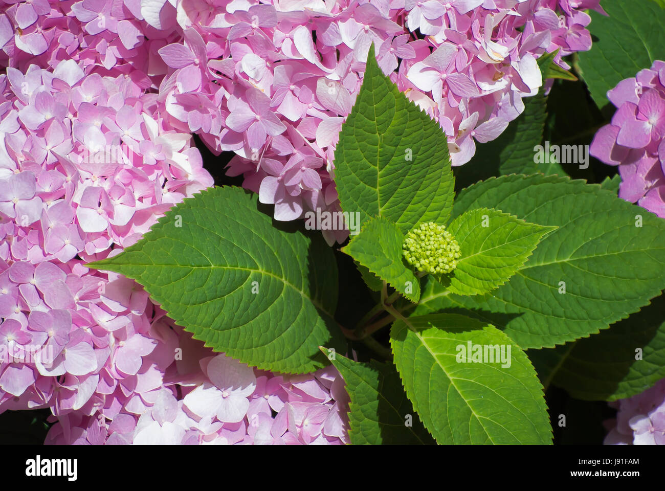Hydrangeas Close Up View Stock Photo Alamy