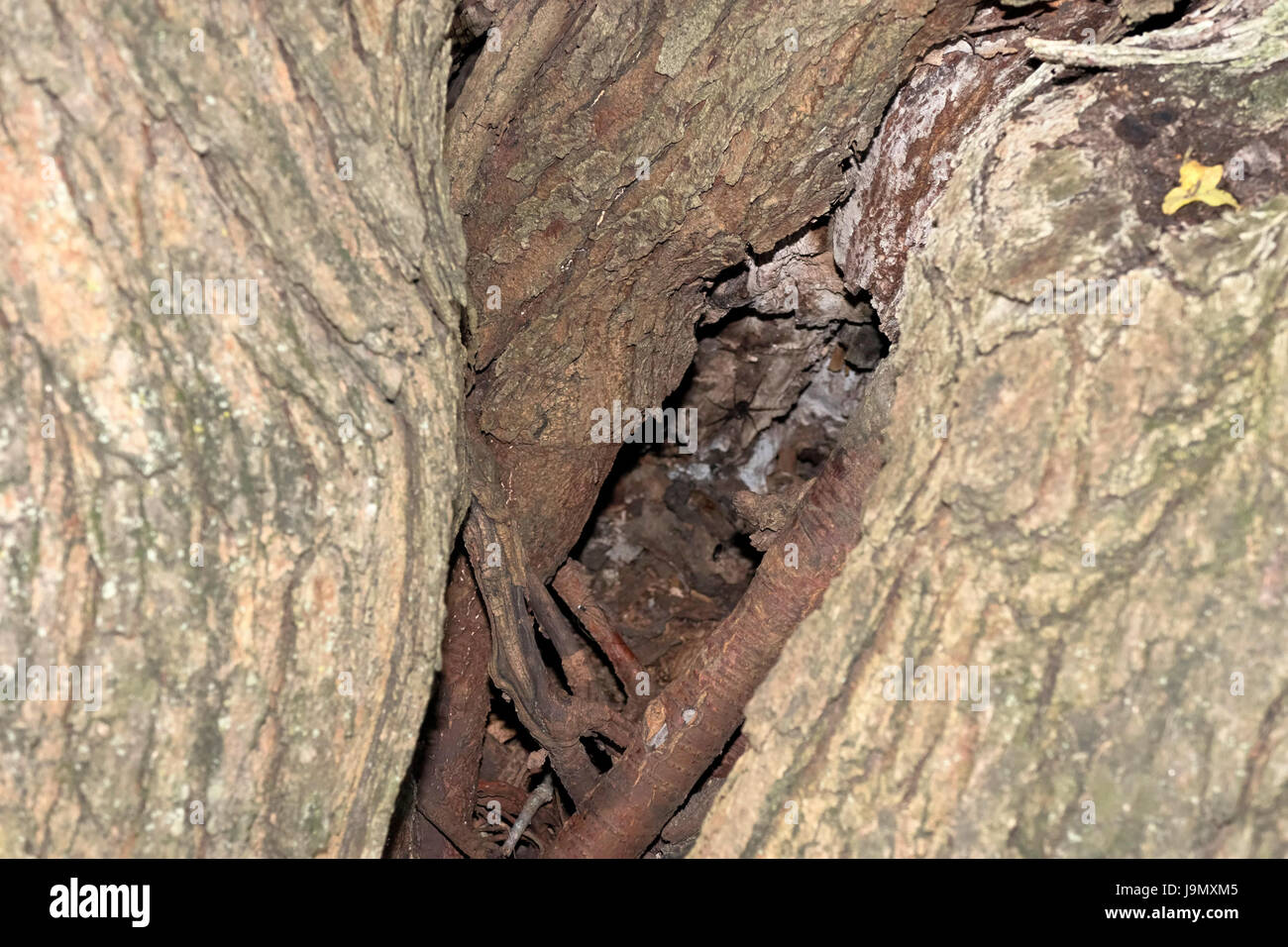 Tree split hires stock photography and images Alamy