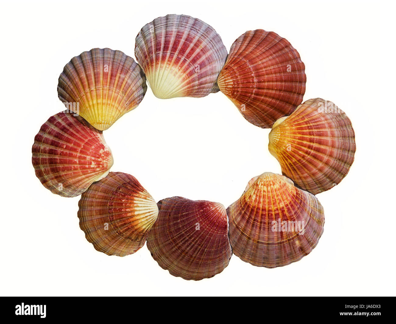 shell, seashell, frame, sea shell, framework, object, isolated, colour