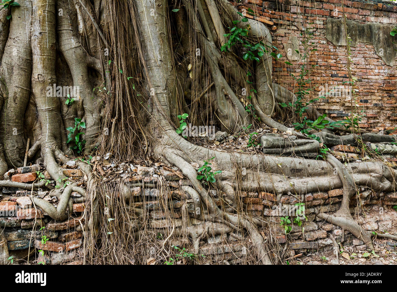 Tree root with brick wall Stock Photo Alamy