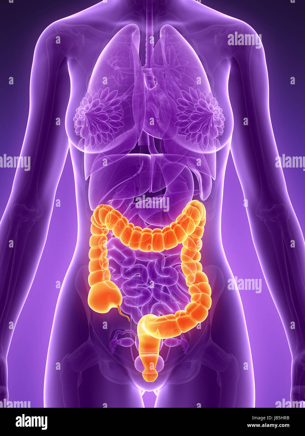 Female Large Intestine Stock Photos & Female Large