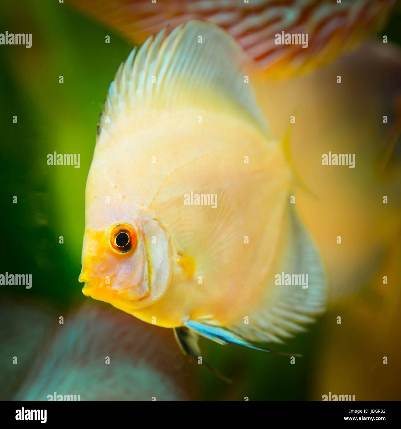 discus fish Stock Photo Alamy
