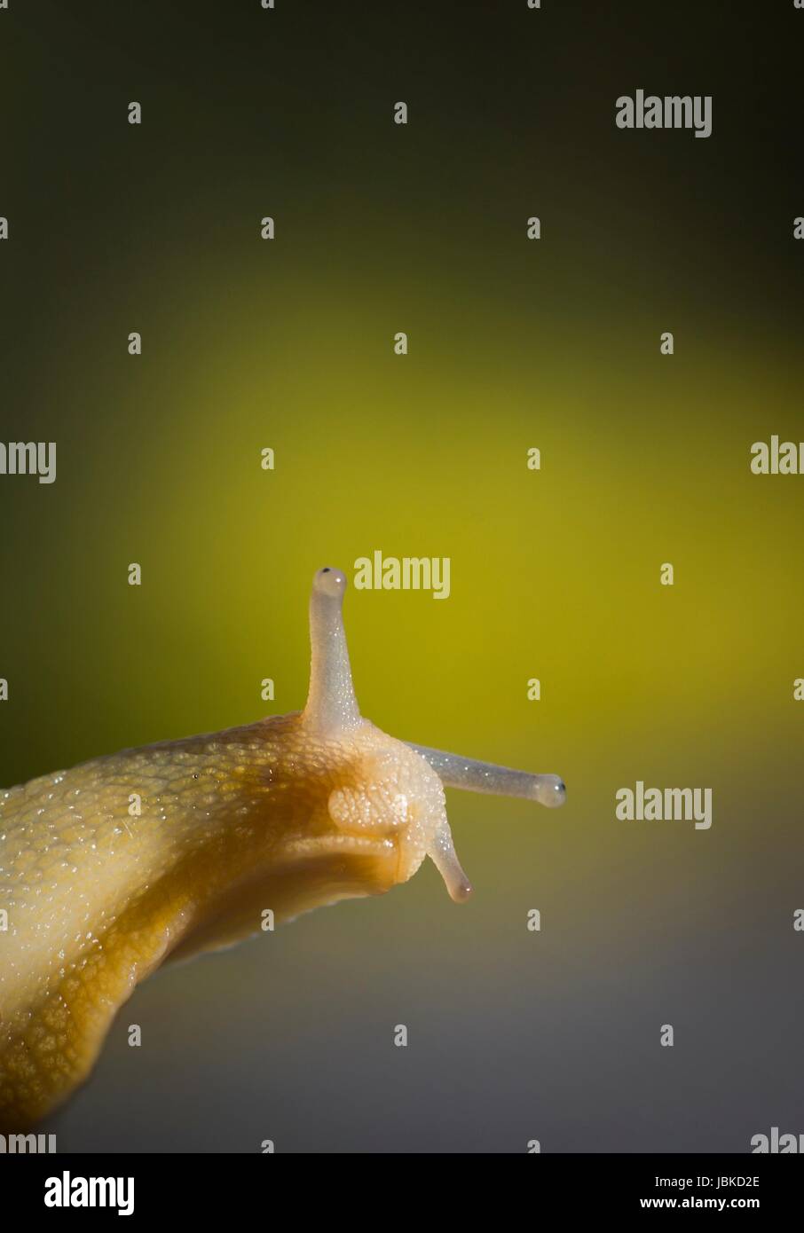 snail shell move Stock Photo Alamy