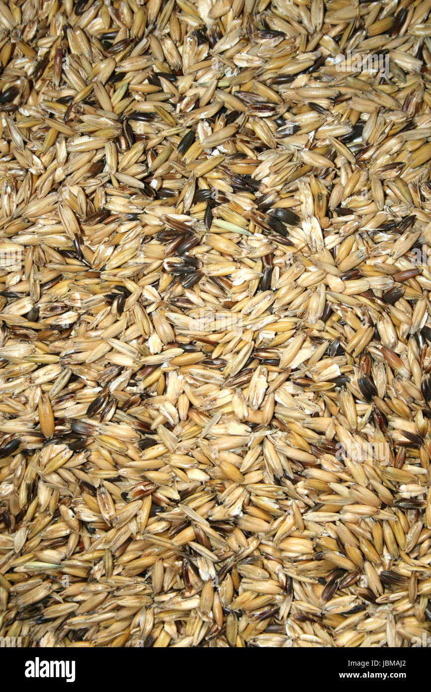 Horse oats feed hires stock photography and images Alamy